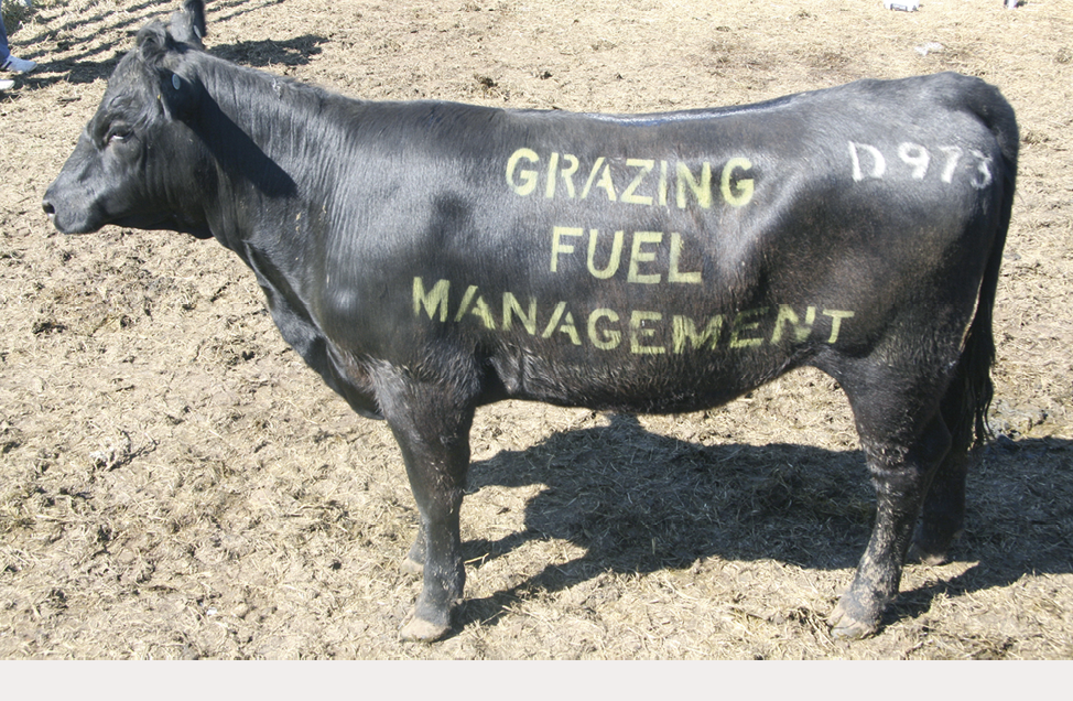 A black cow with the words "Grazing fuel management" stencilled onto its side.