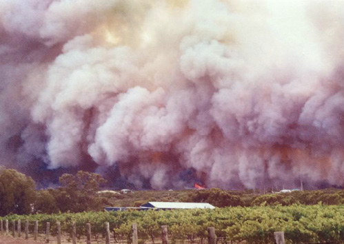 Image of a bushfire burning in the distance, viewed from across a vineyard. The sky is extremely smoky as a result of the bushfire.