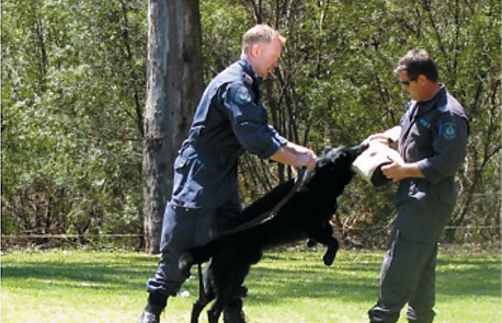 Two policemen in blue overalls conducting a demonstration with a black attack dog in a bushland setting.
