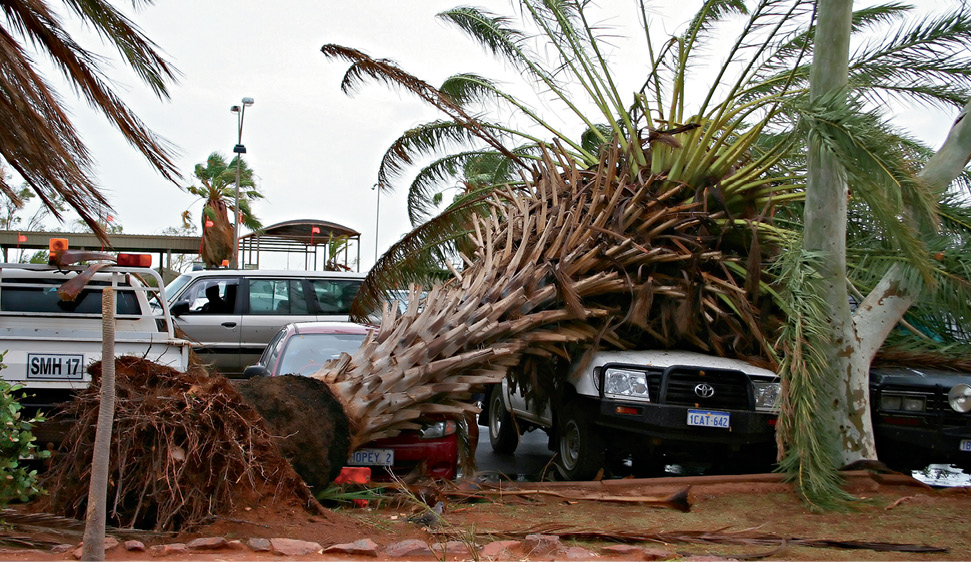 A large palm tree lies uprooted across several cars in a carpark.