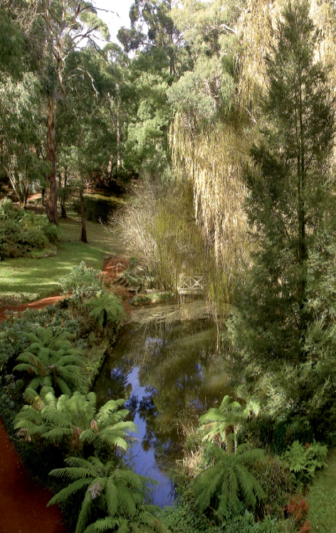 A lush garden of mature trees, grassed areas and a large pond surrounded by tree ferns.