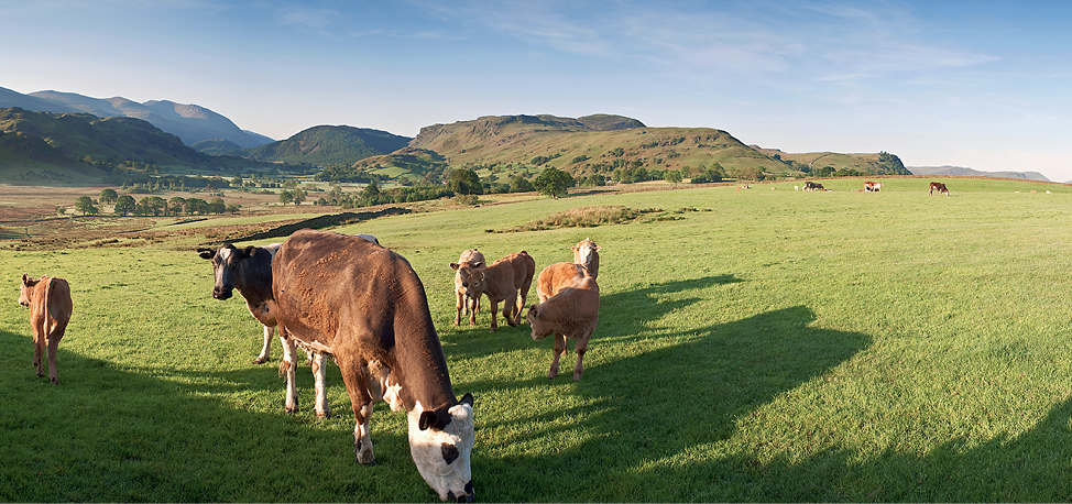 Several cows standing in a large field with hills in the background.