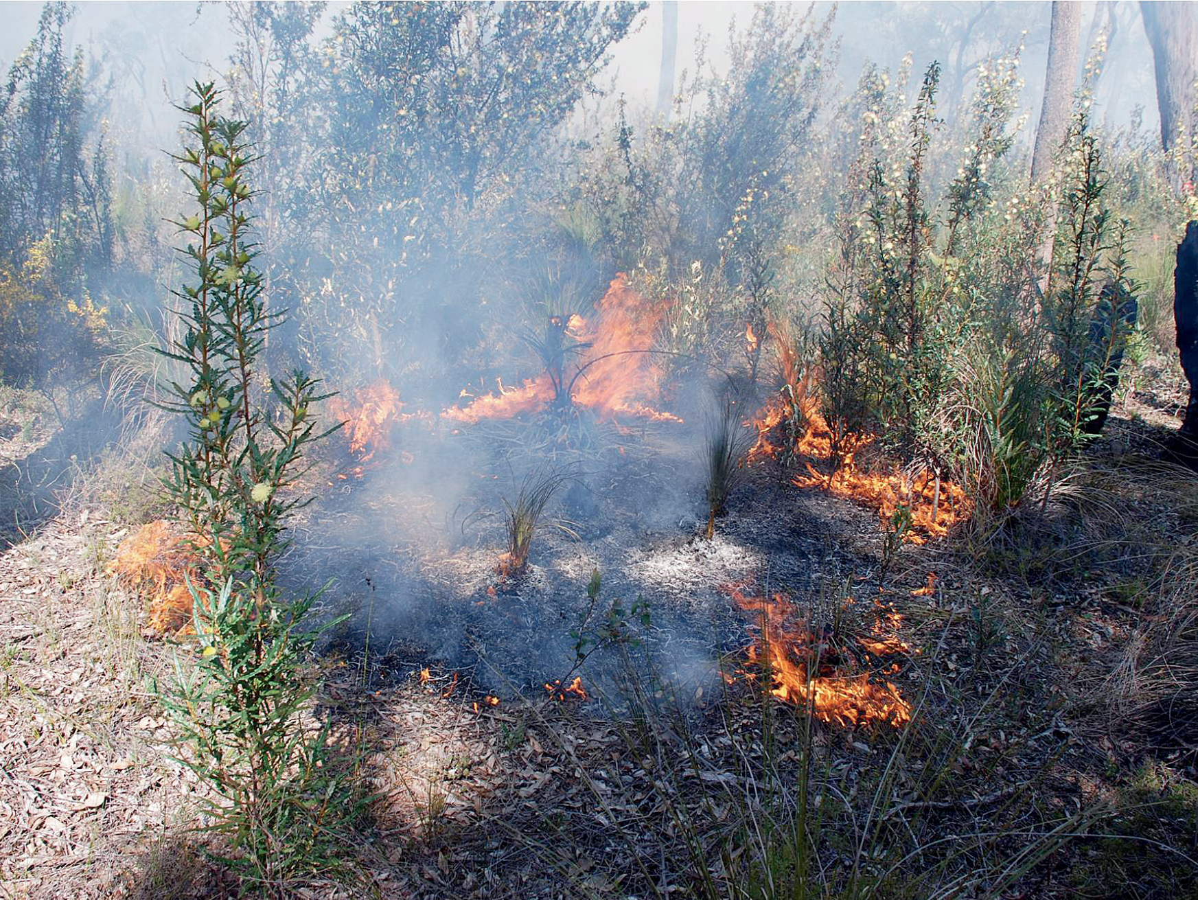 A small fire in bushland.