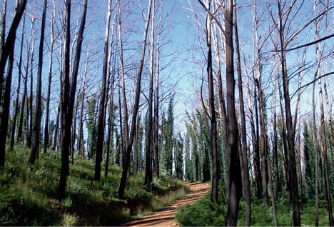 Photograph of a path through bare trees showing new green growth