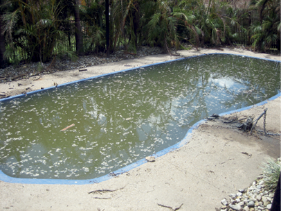 A residential inground swimming pool completely filled with muddy water and floating debris.