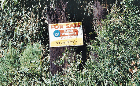 A For Sale sign is pinned to a tree.