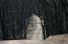 A pale dirt road runs through a forest of black burnt trees.