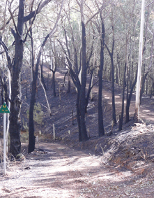 Dirt roads (fire tracks) zigzag down a steep hillside between burnt gum trees.