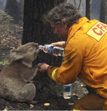 A man in a bright yellow CFA uniform is giving a koala a drink from a water bottle, holding the koala's paw in his hand. They are on scorched ground in front of a burnt gum tree with burnt forest in the background.