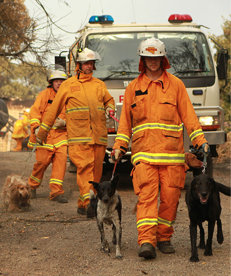 Three volunteers are each leading a dog down a road in front of an emergency services vehicle.