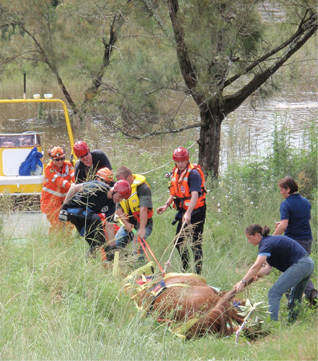 A horse is being dragged on its side through long grass to a rescue glide by about six people, while the two vets monitor the process.