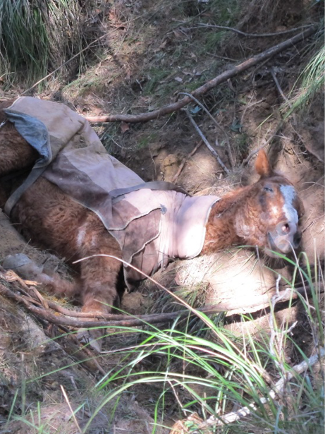 A horse is trapped on its side in a rocky gully.