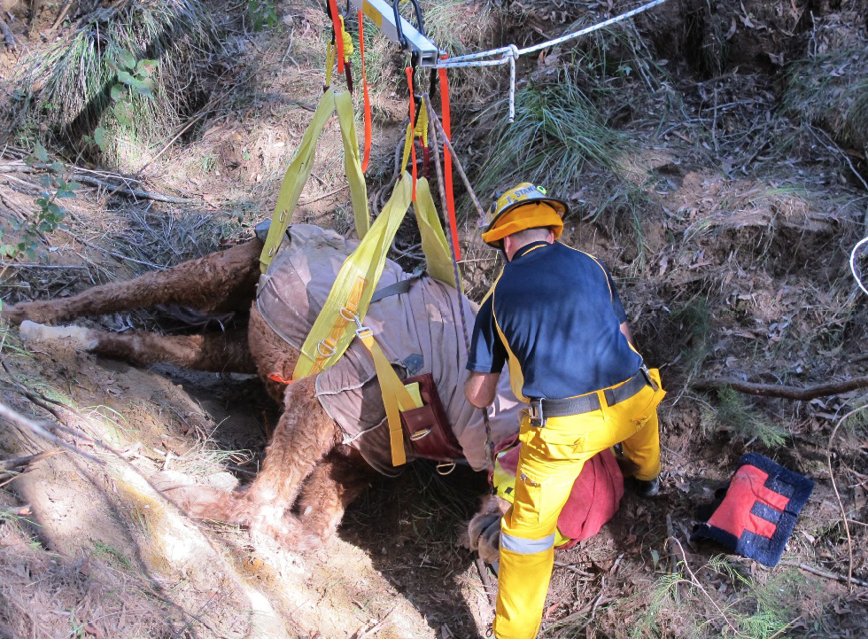 A horse is being lifted out of a narrow gully, with wide straps under its hindquarters and forequarters and a helmet on its head. A person is assisting the rescue.