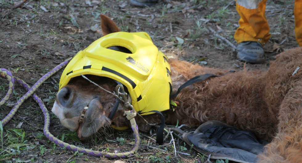 A horse is laying on its side with a bright yellow padded helmet covering its head.
