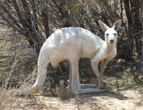 A photo of a white kangaroo.