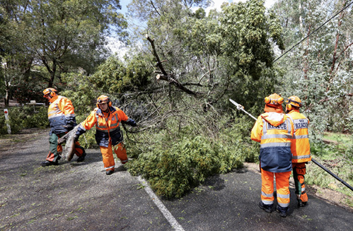 Photo of people in State Emergency Service uniforms removing a large tree branch from a road.