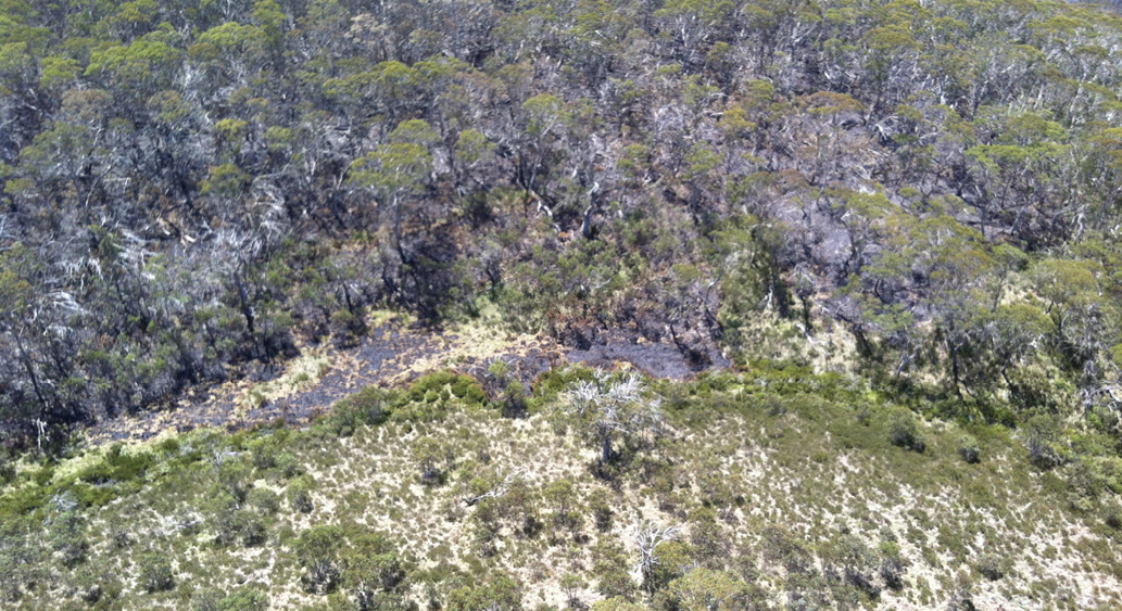 Photo showing an aerial view of bushland in the area of the Ginini fire. The top part of the photo (background) shows bush that was burnt in the fire, whereas the foreground shows unburnt vegetation.