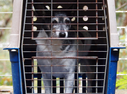 Image of a dog in a pet carrier.